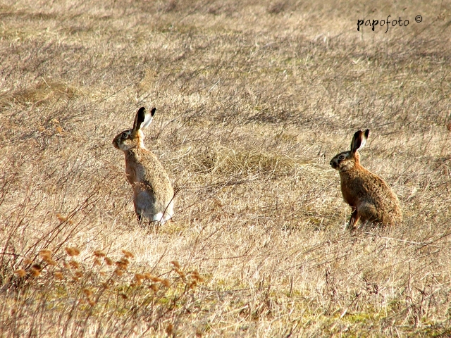 zajac polný/ Lepus europaeus