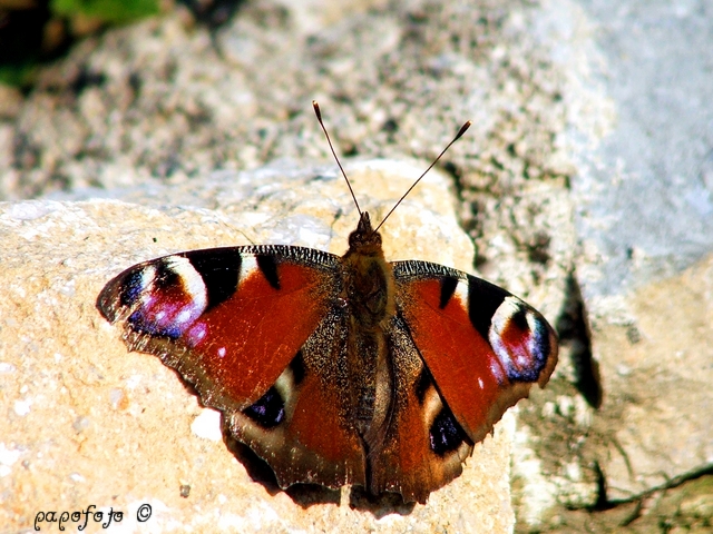 Inachis io