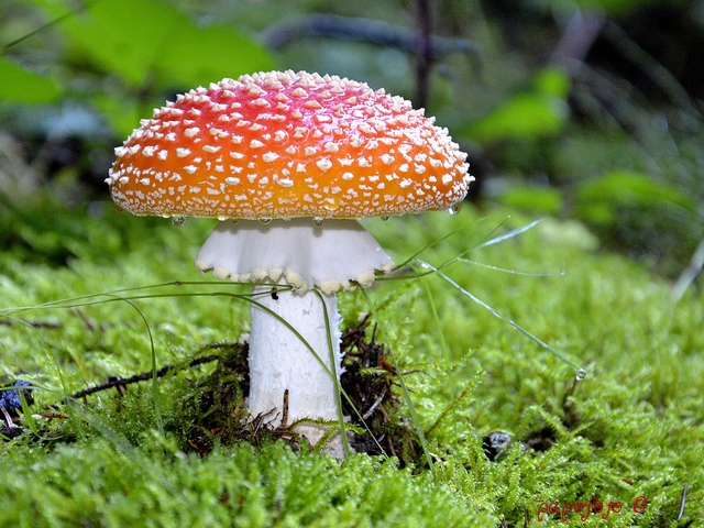 _DSC0046_hf_hf.jpg