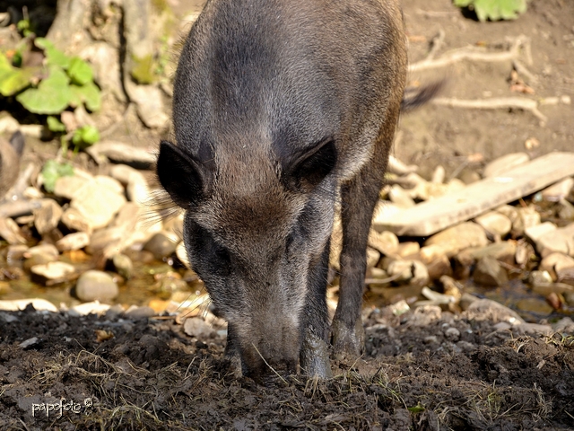diviak lesný / Sus scrofa