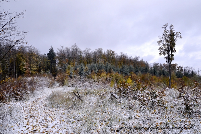_DSC0728_hf
