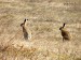 zajac polný/ Lepus europaeus